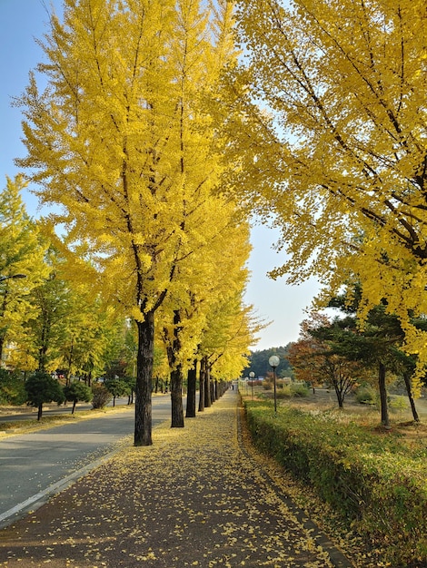 秋に公園の木の間にある道路