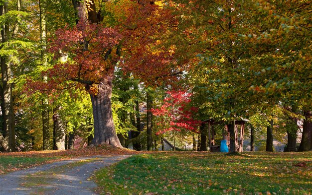 Photo road amidst trees in park during autumn