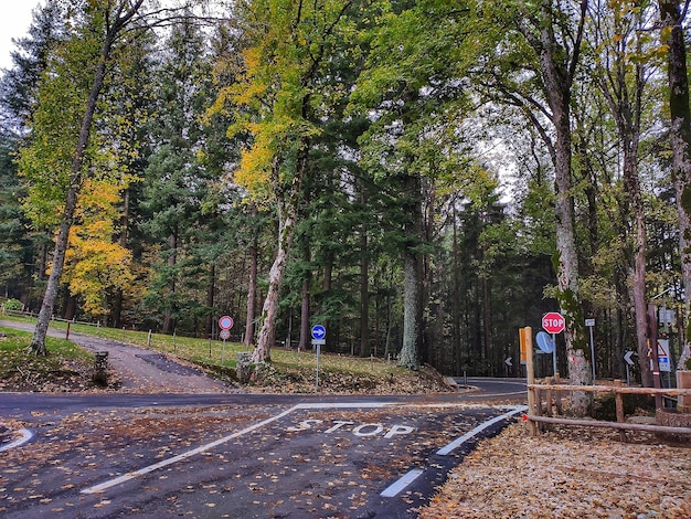 Foto strada in mezzo agli alberi nel parco durante l'autunno