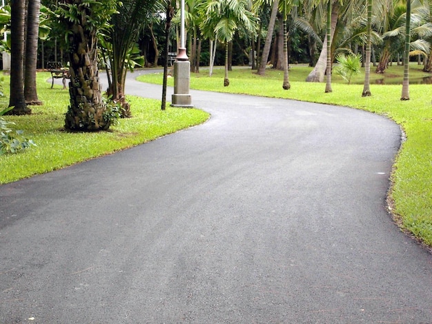 公園の木の中の道