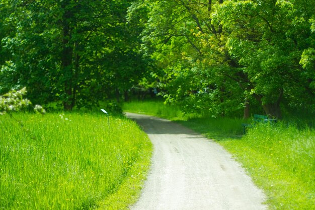 Road amidst trees in park