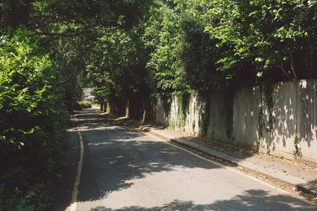 Photo road amidst trees in park