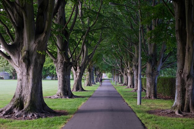 Road amidst trees in park