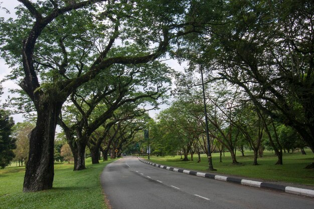 Photo road amidst trees in park