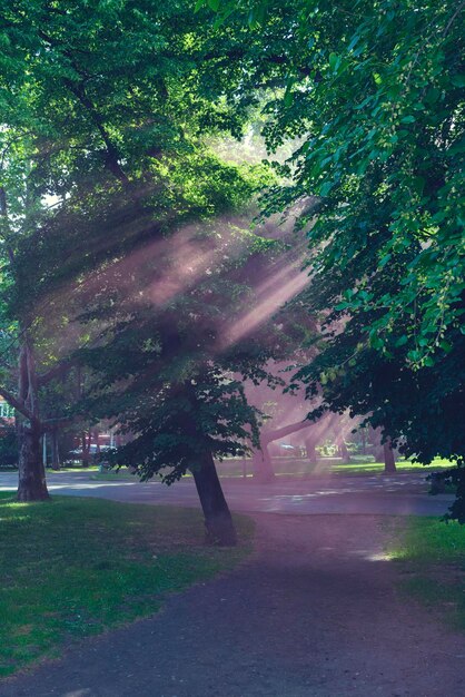 Photo road amidst trees in park