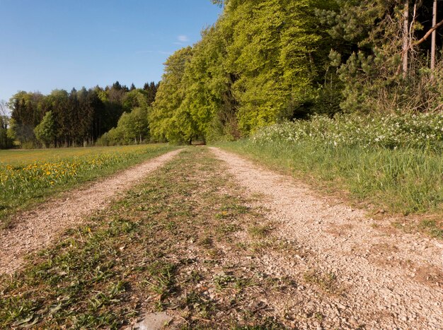 Road amidst trees and plants against sky