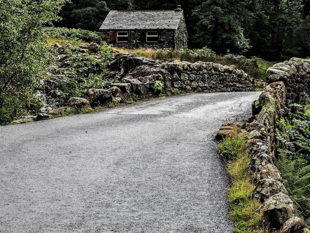 Foto strada tra alberi e piante nella foresta