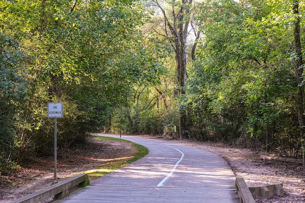 Foto strada tra alberi e piante