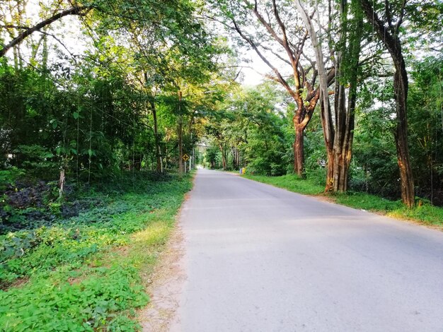 Road amidst trees and plants