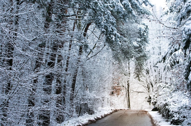 Road amidst trees during winter