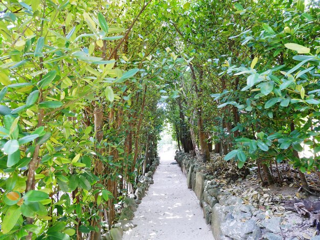 Road amidst trees