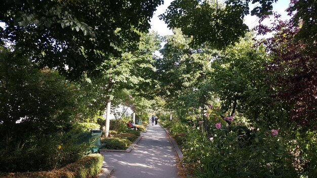 Foto la strada in mezzo agli alberi