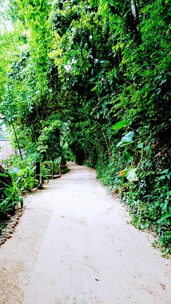 Road amidst trees