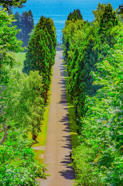 Foto la strada in mezzo agli alberi