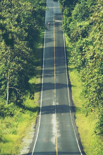 樹木の中の道