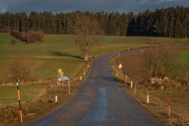 Road amidst trees