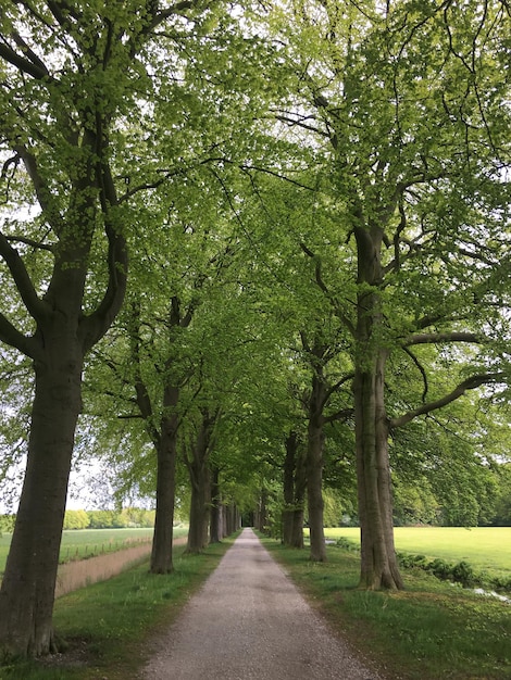 Foto la strada in mezzo agli alberi