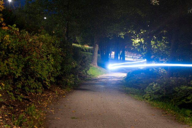 Road amidst trees