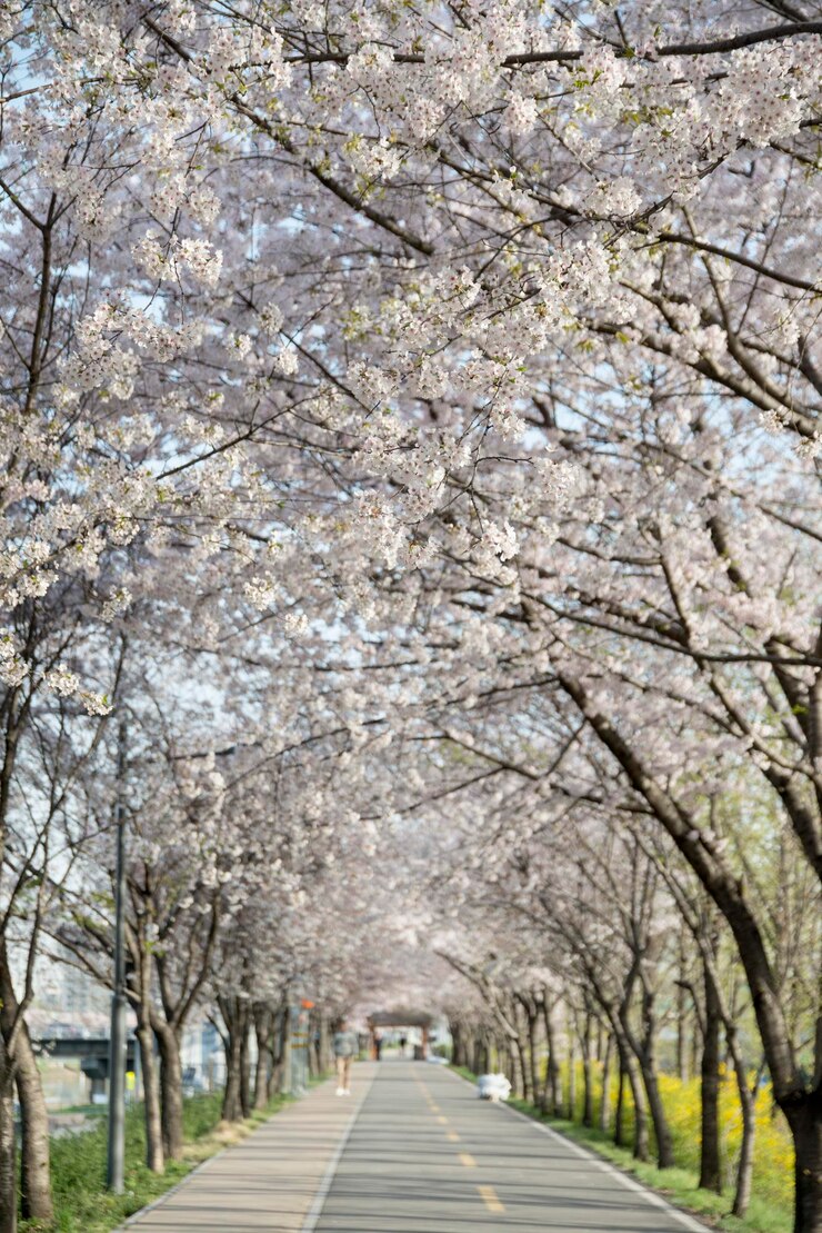 서울 여의도 윤중로의 벚꽃길 풍경