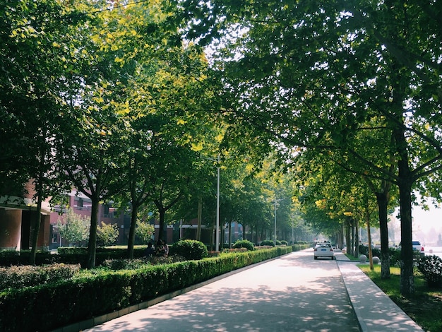 Photo road amidst trees