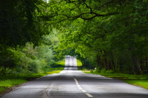 Foto la strada in mezzo agli alberi