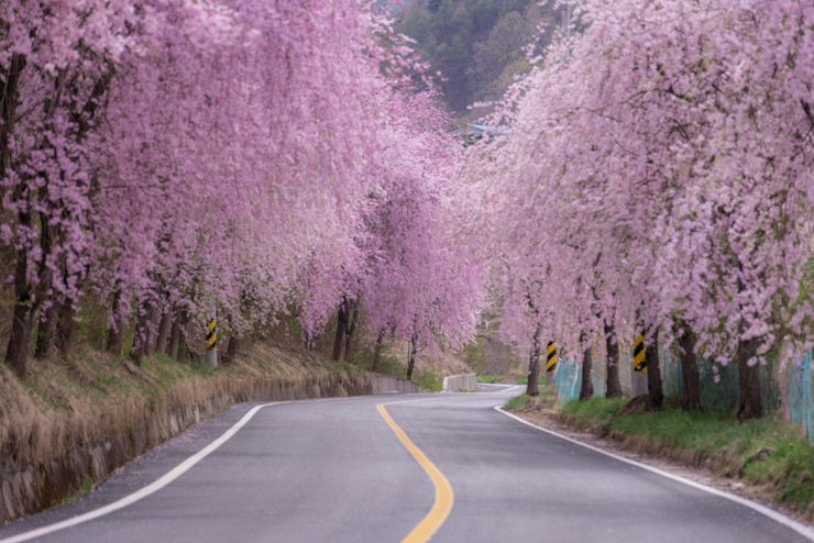Photo 樹木の中の道