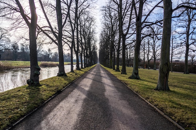 Foto la strada in mezzo agli alberi