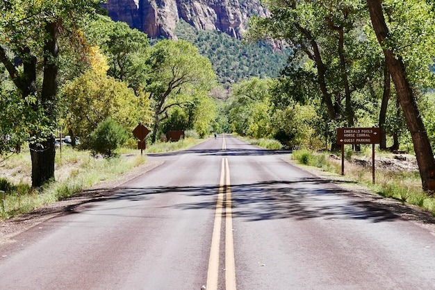 Road amidst trees