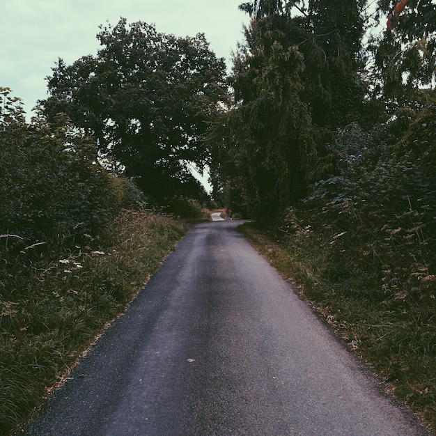 Road amidst trees