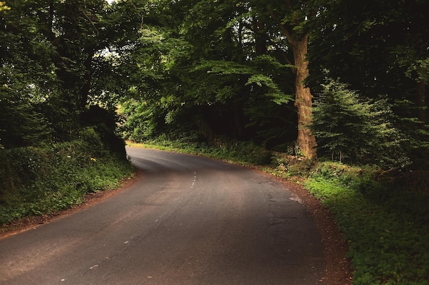 Strada tra alberi verdi in estate