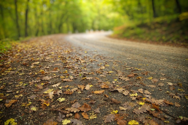 Road in autumn canyon