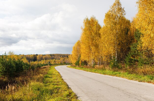 Дорога в осеннем лесу в солнечный день