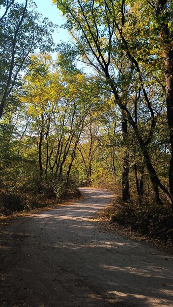 Foto la strada nella foresta d'autunno