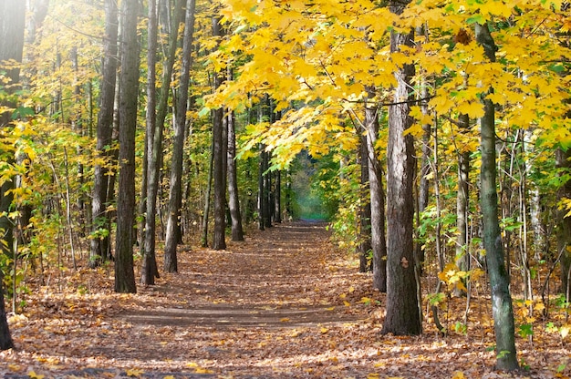 Foto strada nella foresta d'autunno