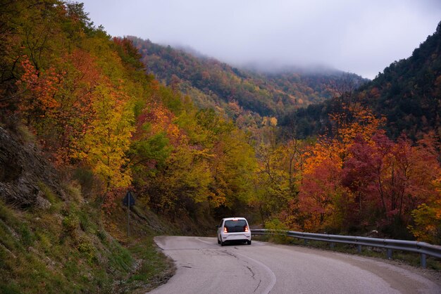Road in autumn lanscape with colorful trees and plants