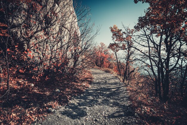 秋の山の道