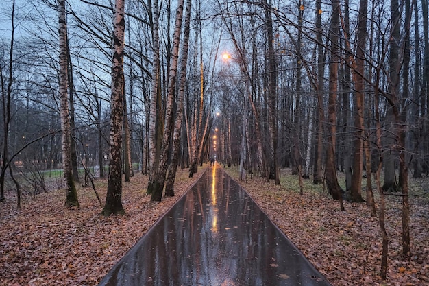 road in an autumn park during the rain with lights turned on reflecting light on wet asphalt