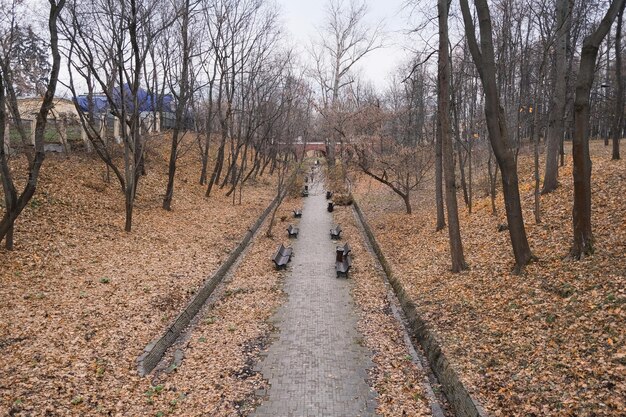 Road in an autumn park with fallen yellow leaves and benches