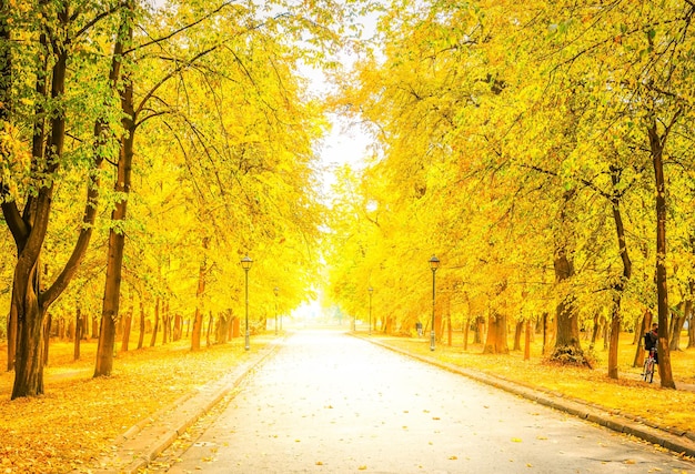 Road in autumn park