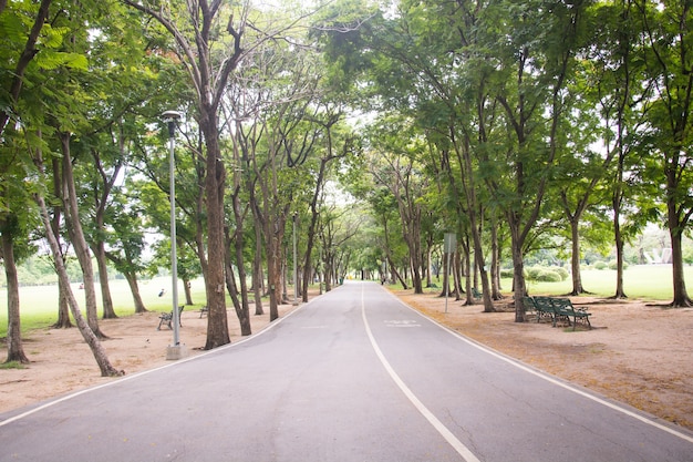 road among autumn trees, Colorful forest landscape