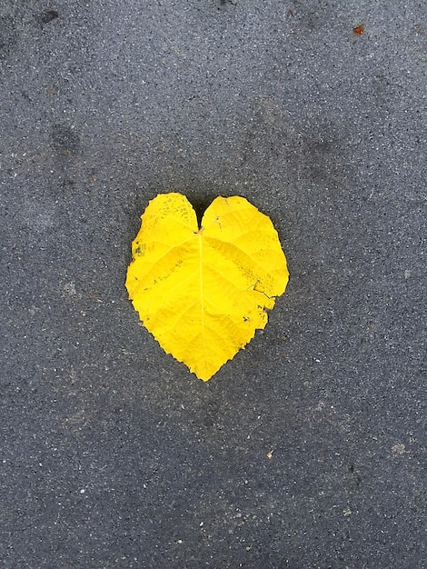 Foto strada in autunno