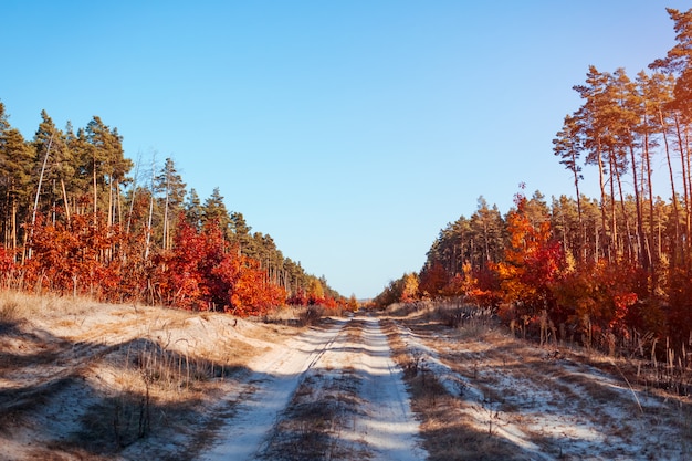 Road in the autumnal forest. Sand pathway surroundes with pine and red oak trees