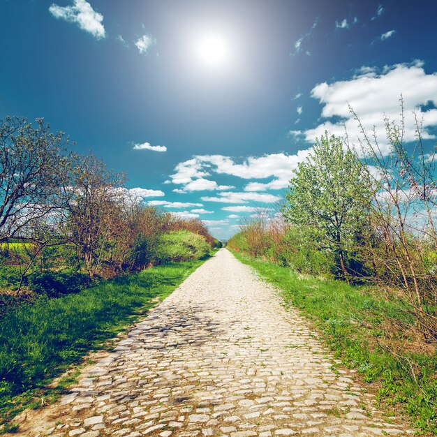 Foto strada nel parco di bakota