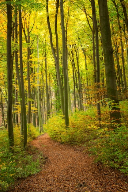 헝가리의 아름다운 화려한 가을 숲의 도로