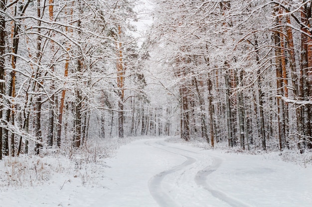 Strada in una bellissima pineta innevata d'inverno.