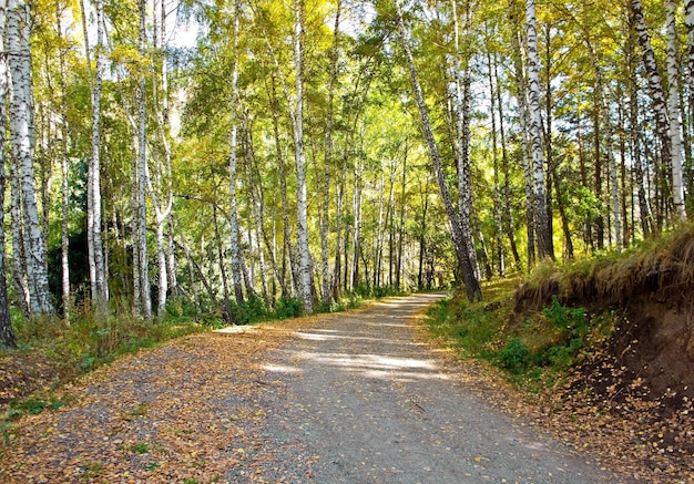 Road berken bos