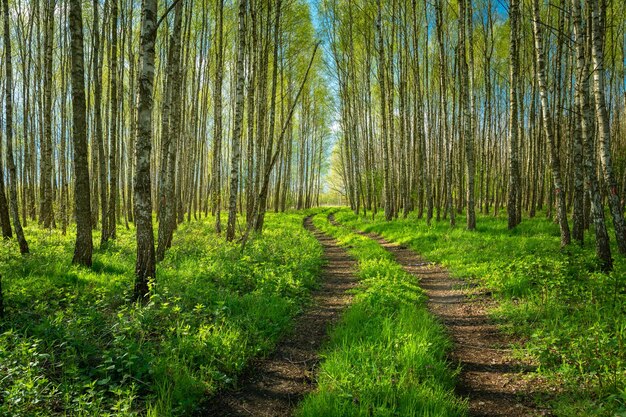 Photo road in a birch forest on a sunny day zarzecze poland