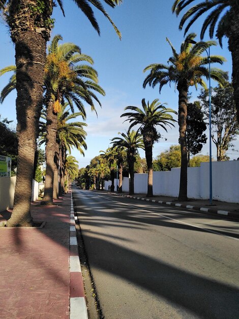 Road by palm trees against sky in city