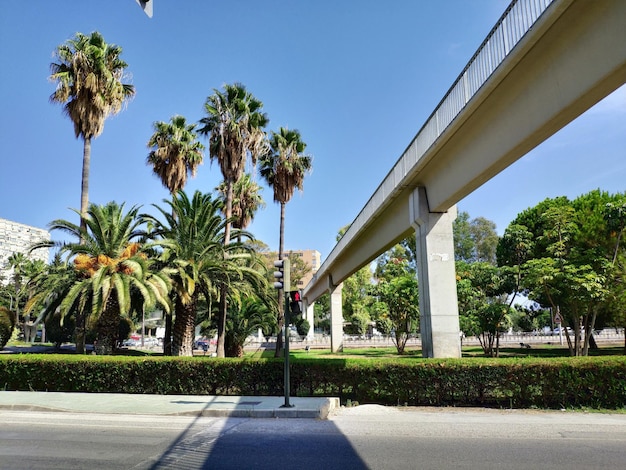 Foto strada con le palme contro il cielo in città