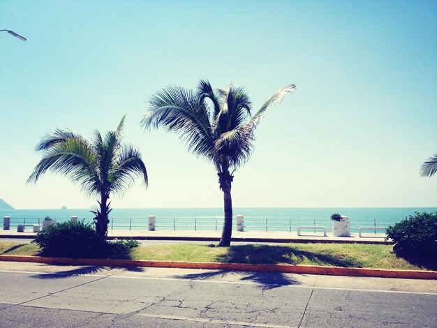 Foto strada tra le palme e il mare contro il cielo